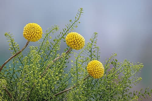 USA, Washington State, Seabeck. Drumstick flower and green dragon aster plant. Art Print